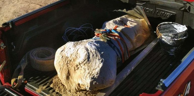 Lo que a simple vista parecía un extraña piedra en realidad era una pieza del esqueleto de un Argentinosaurus, un dinosaurio herbívoro que vivió hace millones de años en la región.