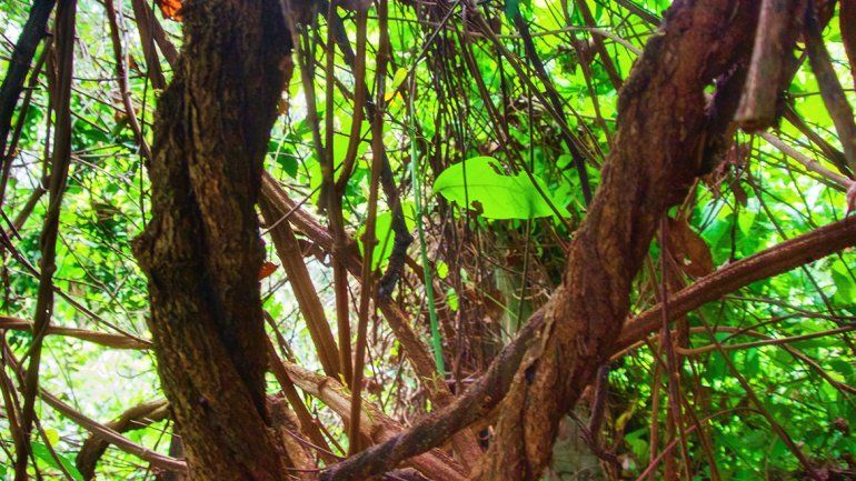 El uso de plantas alucinógenas puso en alerta a Salud