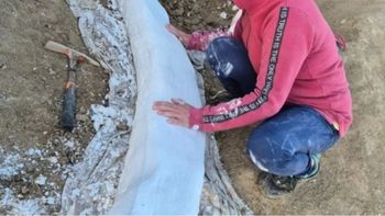 historico hallazgo en la costa bonaerense: un colmillo fosil de un mastodonte de mas de 100 mil anos historico hallazgo en la costa bonaerense: un colmillo fosil de un mastodonte de mas de 100 mil anos