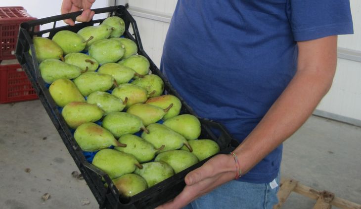La pera Coscia, con alta demanda en Italia. La pera Coscia, con alta demanda en Italia.