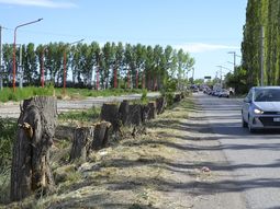 Tras la deforestación de más de 20 álamos sobre calle Julio Salto, el Municipio confirmó una obra de trasformación sobre el sector. Tras la deforestación de más de 20 álamos sobre calle Julio Salto, el Municipio confirmó una obra de trasformación sobre el sector.