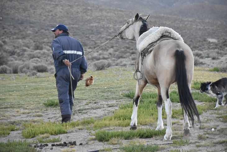 Presas y predadores: En la lucha por la supervivencia, el criancero defiende su capital mientras el puma busca la subsistencia en un entorno hostil. Foto: Fabricio González. Presas y predadores: En la lucha por la supervivencia, el criancero defiende su capital mientras el puma busca la subsistencia en un entorno hostil. Foto: Fabricio González.