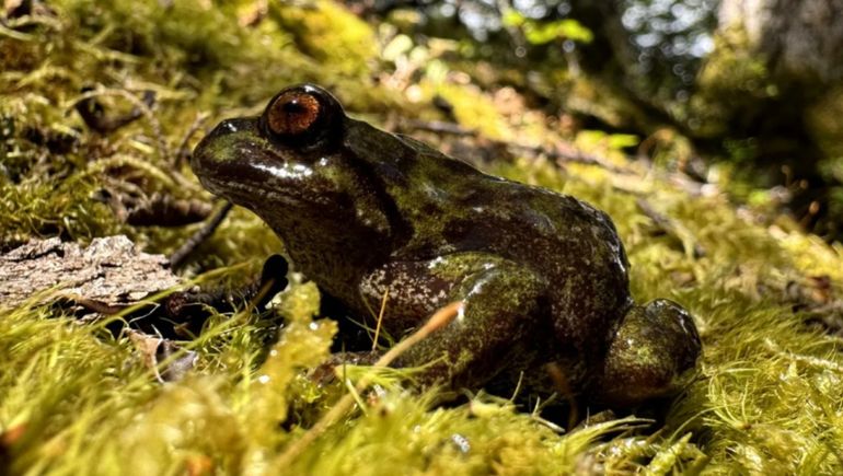 La ranita de Chaltén es endémica de los bosques altos de la Patagonia Sur: durante décadas se la consideró extinguida. 