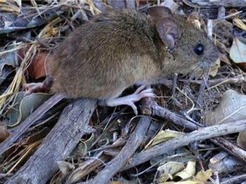 Un hombre murió por hantavirus en Bariloche. Un hombre murió por hantavirus en Bariloche.