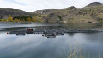 neuquen se posiciono como la principal exportadora de truchas del pais neuquen se posiciono como la principal exportadora de truchas del pais