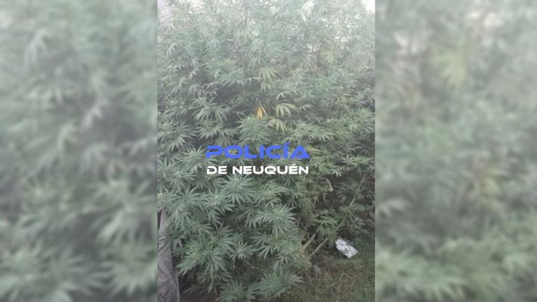 Secuestran armas, droga y hasta un auto en Confluencia