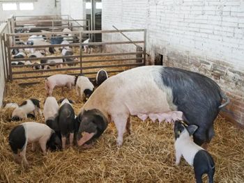 Por el momento, ya se han bloqueado más de un centenar de certificados de exportación a unos 40 países. Por el momento, ya se han bloqueado más de un centenar de certificados de exportación a unos 40 países.