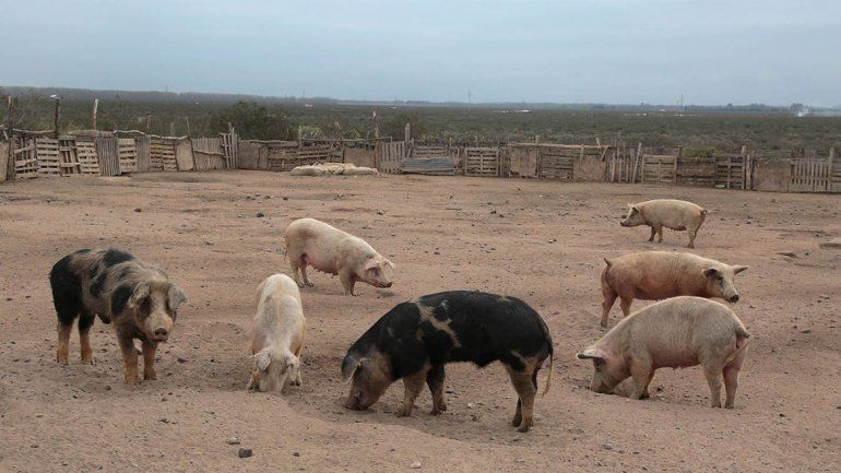 Crianceros de Nueva Esperanza no tienen para comer y se les mueren los animales