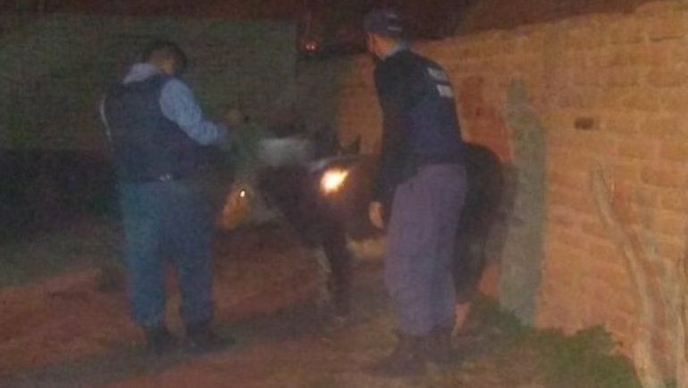 Robaron una vaca y los atraparon metiéndola a una casa