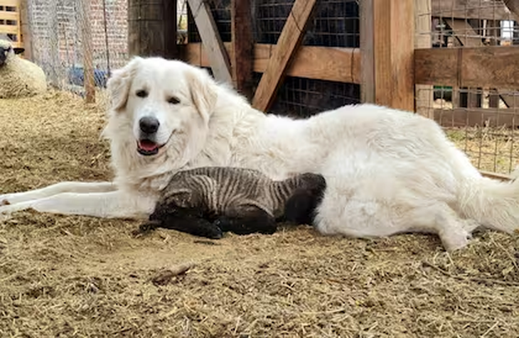Neuquén busca evitar repetir la crisis fueguina con campañas de tenencia responsable y de uso de perros protectores. Neuquén busca evitar repetir la crisis fueguina con campañas de tenencia responsable y de uso de perros protectores.