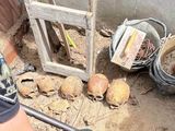 Macabro hallazgo: obreros encontraron 10 cráneos en el fondo de una casa