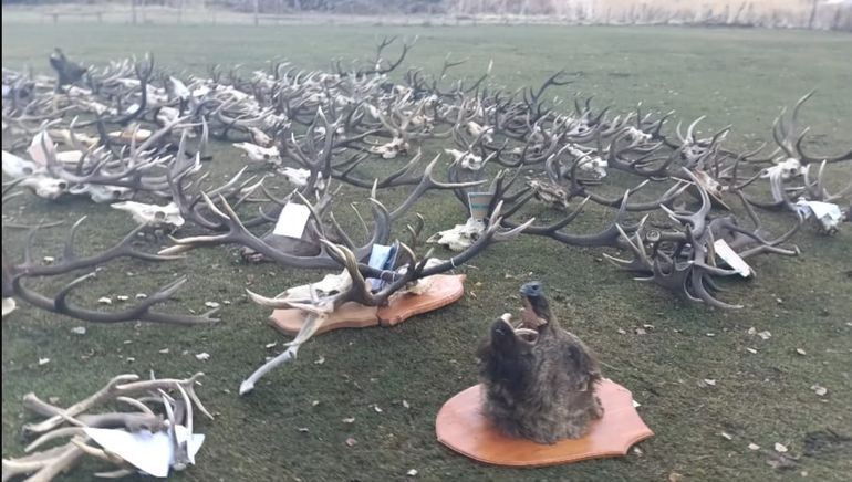 Astas de ciervo y cabezas de jabalí incautadas en la zona de El Maitén, en Chubut. Astas de ciervo y cabezas de jabalí incautadas en la zona de El Maitén, en Chubut.