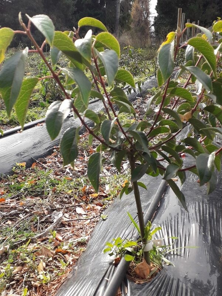 En la Argentina el maqui no es tan popular como en Chile. Foto: INTA En la Argentina el maqui no es tan popular como en Chile. Foto: INTA