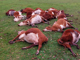 No se trataría de un hecho aislado, se reportó mortandad de animales, en Corrientes, en las localidades de Monte Caseros y Curuzú Cuatiá, así como en San Jaime y en Feliciano, en Entre Ríos.