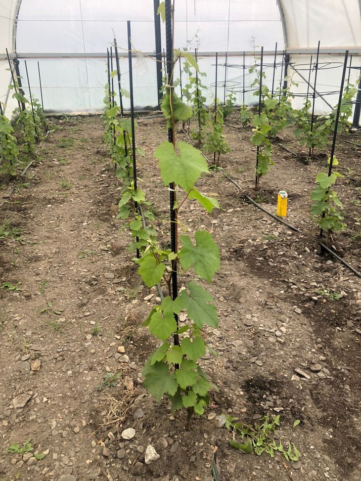 Ensayos de terroir en el fin del mundo: Invernadero vs. Intemperie en el viñedo del Canal Beagle. Foto: gentileza