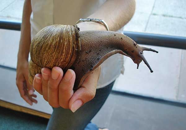 Apareció en Corrientes el caracol asesino africano