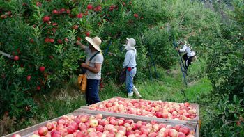 El fuerte crecimiento se explica por una mejora en la cosecha, con mayor volumen y mejor calidad de fruta disponible para exportación. | LM Neuquen El fuerte crecimiento se explica por una mejora en la cosecha, con mayor volumen y mejor calidad de fruta disponible para exportación.