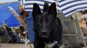 Chorizos envenenados en Chubut: imputaron a un hombre por la muerte de tres perros y va a juicio.