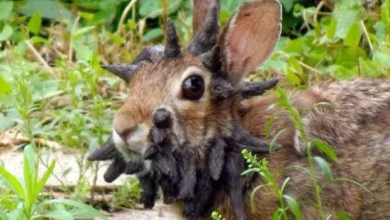 Preocupación en Estados Unidos por la aparición de conejos con cuernos en la cabeza.
