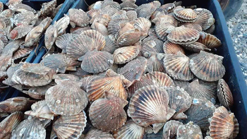 Chubut busca repotenciar la pesca artesanal de vieira tehuelche. Chubut busca repotenciar la pesca artesanal de vieira tehuelche.