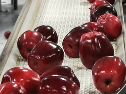Buen dato para las industria de manzana de Chile: se recuperan las exportaciones. Buen dato para las industria de manzana de Chile: se recuperan las exportaciones.