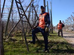 Se busca el mejor podador de la Patagonia. Se busca el mejor podador de la Patagonia.