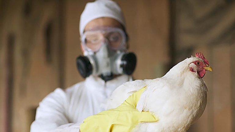 Chile: detectan el primer caso de gripe aviar en humanos