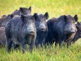 Expertos argentinos consideran al Jabalí como una real amenaza para la biodiversidad.
