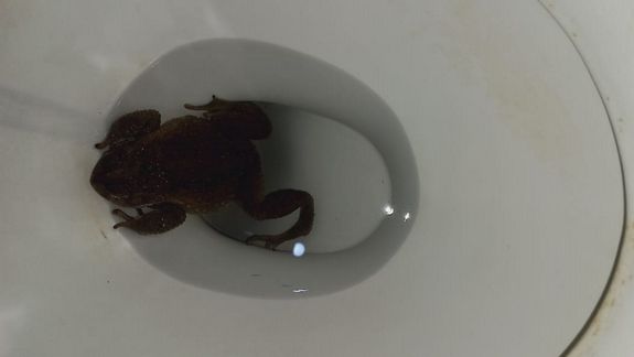 Fue al baño y se encontró con un sapo en el inodoro