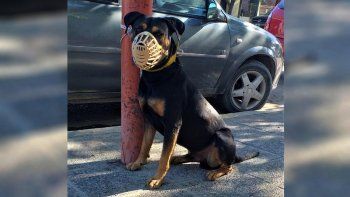entregaron al perro bravo que ataco a una ciclista y a un policia entregaron al perro bravo que ataco a una ciclista y a un policia