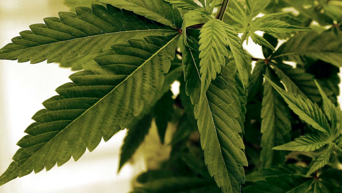 Unas 44 plantas de marihuana fueron secuestradas.