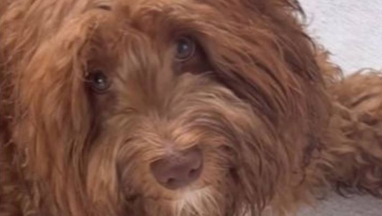 Laurita Fernández mostró el destrozo que hizo su perra Miel, mascota que tienen con Peluca Brusca