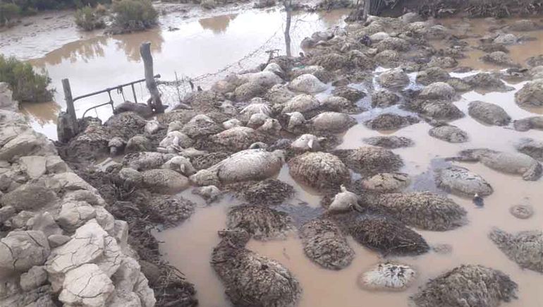 Fuertes lluvias en Jujuy: más de 150 corderos murieron ahogados