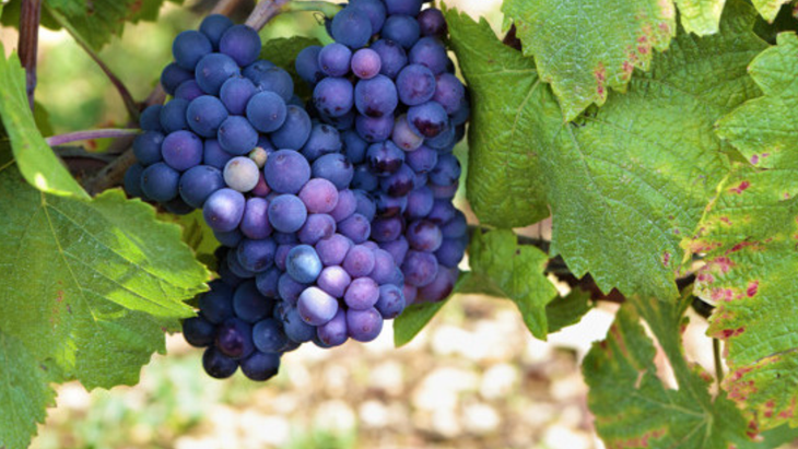 El Pinot Noir se perfila como una herramienta estratégica para captar segmentos de alto valor.