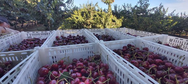 En Los Antiguos los productores tienen 2, 3, 4 hectáreas promedio, son chicos, y concentran todo en un empaque y hacen en conjunto la comercialización.