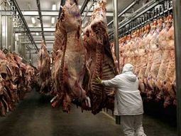 Se ralentiza el ritmo de faena bovina. Se ralentiza el ritmo de faena bovina.