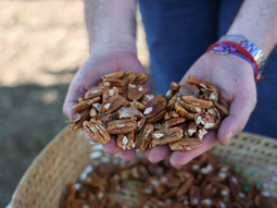 Pecán, ¿la nueva esperanza de reconversión? Foto: @cappecanarg Pecán, ¿la nueva esperanza de reconversión? Foto: @cappecanarg
