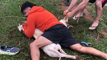El hombre agredido tardó unos cinco minutos en poder controlar a los pitbulls en Brasil. El hombre agredido tardó unos cinco minutos en poder controlar a los pitbulls en Brasil.