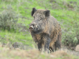 La contaminación de la fauna silvestre también plantea riesgos para la salud humana. La contaminación de la fauna silvestre también plantea riesgos para la salud humana.