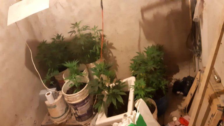Fueron por un robo y dieron con un invernadero de marihuana