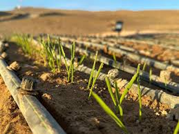 La producción agrícola en el Norte Grande tiene siglos de historia. La producción agrícola en el Norte Grande tiene siglos de historia.