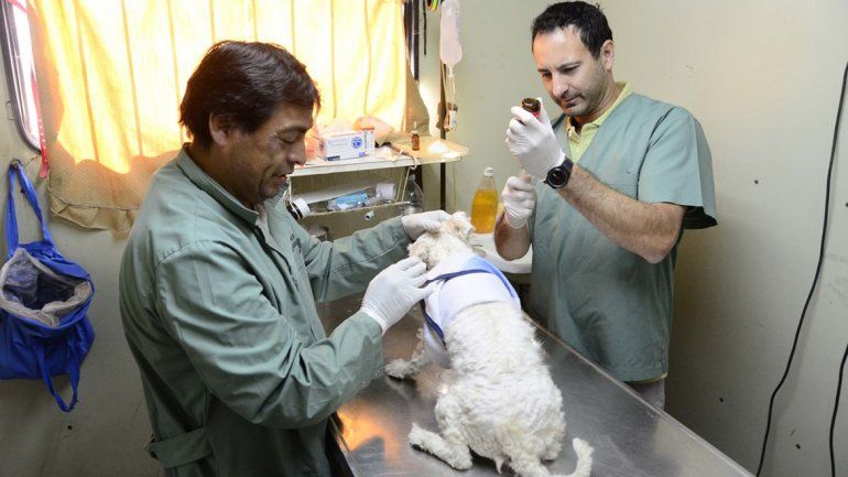 Organizan una nueva castración masiva de perros