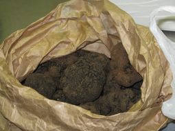 La trufa negra, el diamante negro de la gastronomía mundial, puede producirse en suelo patagónico con el manejo adecuado. La trufa negra, el diamante negro de la gastronomía mundial, puede producirse en suelo patagónico con el manejo adecuado.
