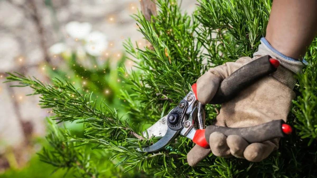 Cómo podar la planta de romero para evitar que pierda sucolor y aroma en verano