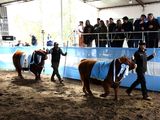 Una excelente genética se observó este año en la Expo Ganadera de Río Colorado.