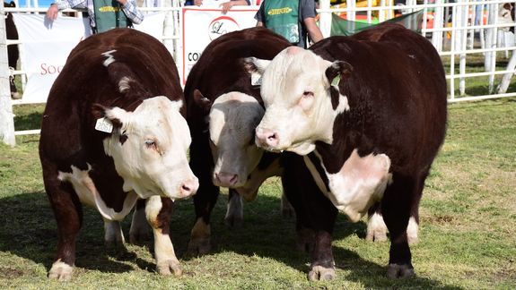 Barrera: La Pampa exige que se respete resolución del SENASA