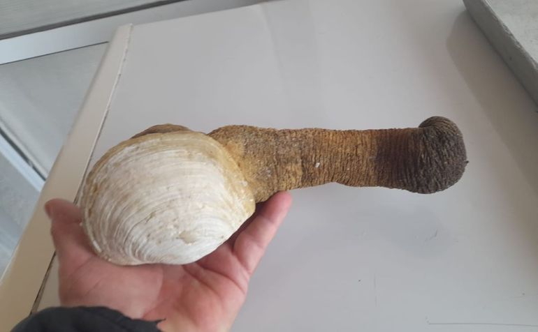 Panopea, la almeja rionegrina resistida por su aspecto fálico