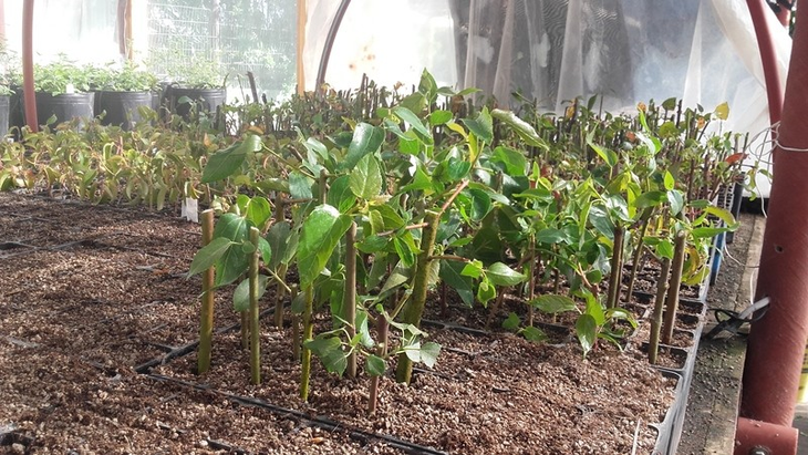 Sólo se encuentra en Chile y en la zona cordillerana al sur de la Argentina. Foto: INTA Sólo se encuentra en Chile y en la zona cordillerana al sur de la Argentina. Foto: INTA