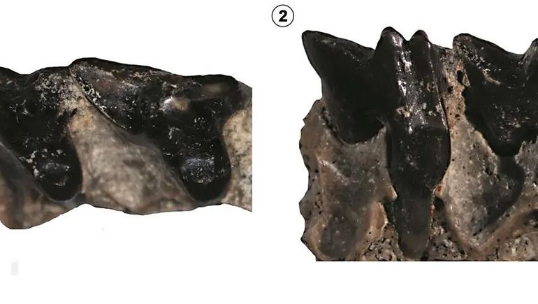 Río Negro: encontraron un fósil de 15 millones de años