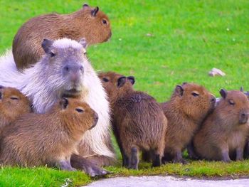 La Ley Nacional 22.421 de Conservación de la Fauna Silvestre regula su aprovechamiento.